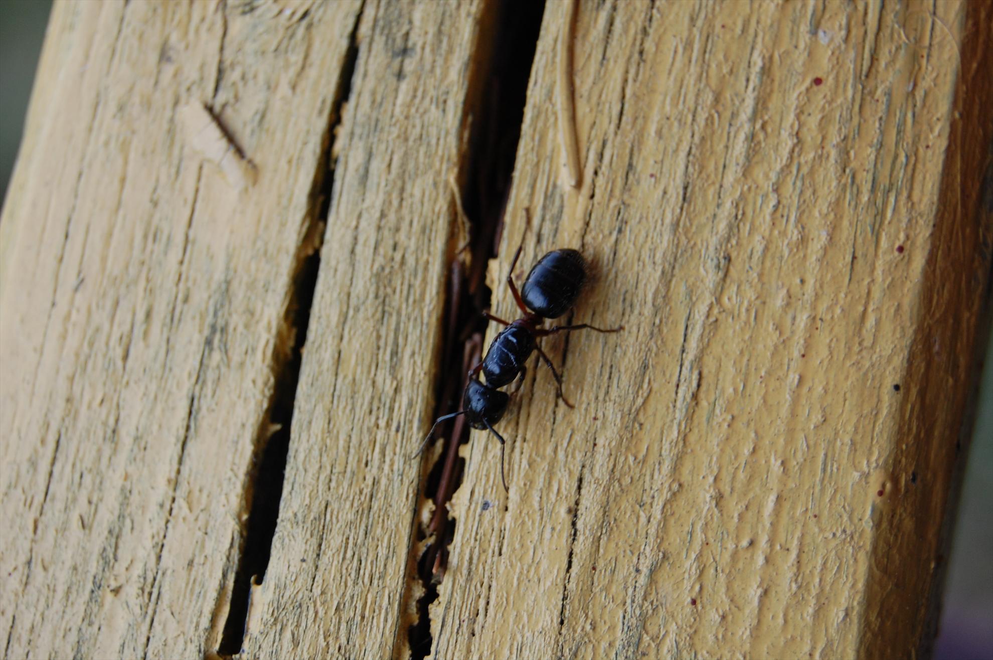 My new passion...1 - 61.JPG